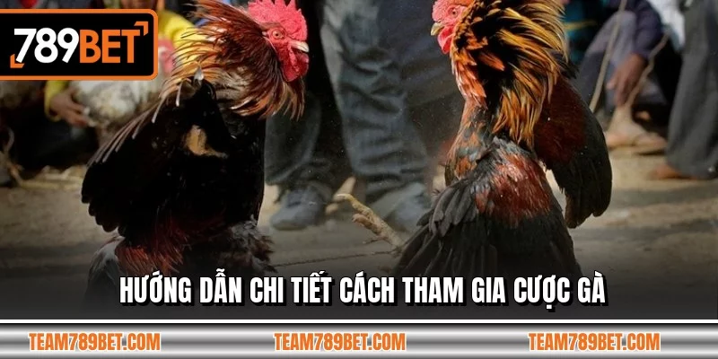Hướng dẫn chi tiết cách tham gia cược gà